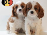 Adorable chiots Cavalier King Charles à vendre en animalerie
