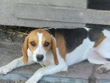 Chiot femelle Beagle tricolore de 8 mois en quête d'un foyer
