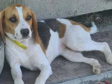 Chiot femelle Beagle tricolore de 8 mois en quête d'un foyer