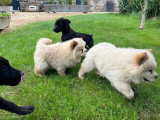 Deux chiots Chow Chow mâles sable non LOF nés en mars 2026 à vendre
