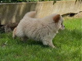Deux chiots Chow Chow mâles sable non LOF nés en mars 2026 à vendre