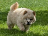 Deux chiots Chow Chow mâles sable non LOF nés en mars 2026 à vendre