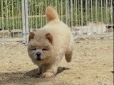 Deux chiots Chow Chow mâles sable non LOF nés en mars 2026 à vendre