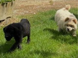 Deux chiots Chow Chow mâles sable non LOF nés en mars 2026 à vendre