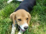Chiot mâle Beagle tricolore de 8 mois prêt pour l'adoption
