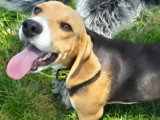 Chiot mâle Beagle tricolore de 8 mois prêt pour l'adoption