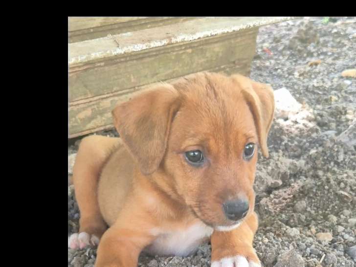 Chiot femelle Berger des Cannes fauve de 2 mois disponible à l'adoption