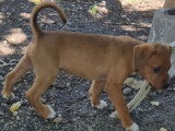 Chiot femelle Berger des Cannes fauve de 2 mois disponible à l'adoption