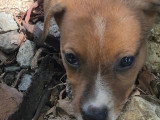 Chiot femelle Berger des Cannes de 2 mois en attente d'adoption