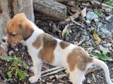 Chiot femelle Berger des Cannes de 2 mois en attente d'adoption
