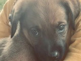 Chiot femelle Berger des Cannes fauve charbonnée de 2 mois à accueillir