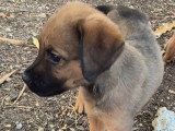 Chiot femelle Berger des Cannes fauve charbonnée de 2 mois à accueillir