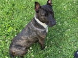 Chienne bringée de 5 ans à la recherche d'un foyer