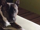 Chienne bringée de 5 ans à la recherche d'un foyer