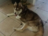 Disponible à l'adoption : chien Husky de Sibérie chocolat d'un an