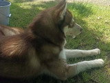 Disponible à l'adoption : chien Husky de Sibérie chocolat d'un an