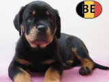 Chiots Rottweiler puissants, nobles et équilibrés à vendre en animalerie