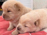 Chiots femelles Chow Chow à vendre
