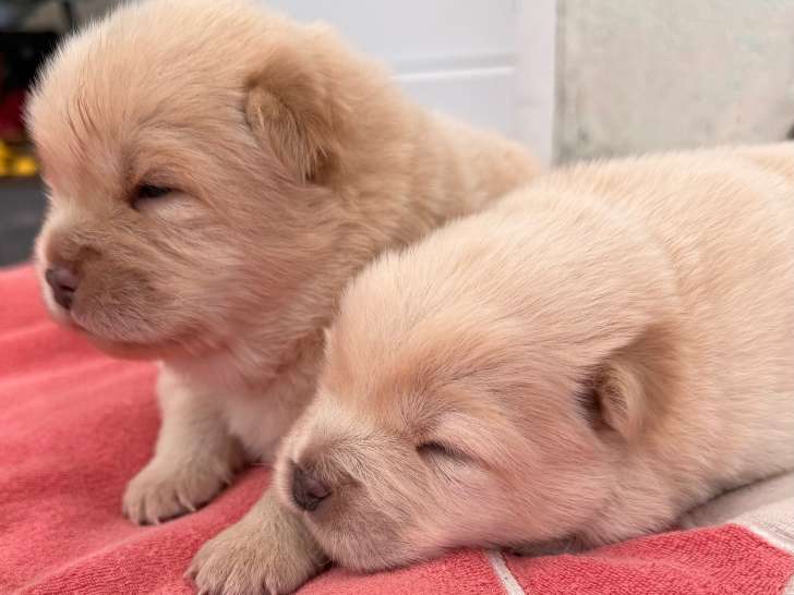 Chiots femelles Chow Chow à vendre