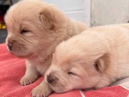 Chiots femelles Chow Chow à vendre