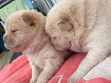 Chiots femelles Chow Chow à vendre