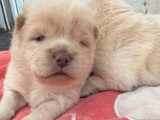 Chiots femelles Chow Chow à vendre