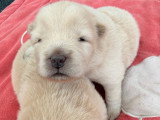 Chiots femelles Chow Chow à vendre