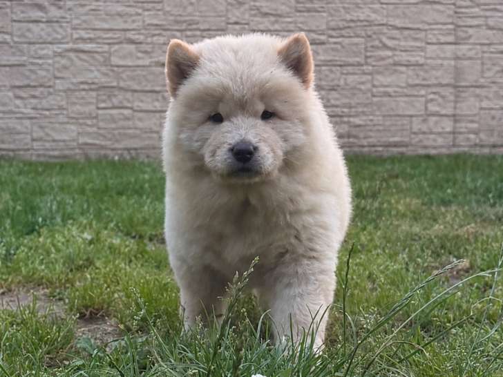 Chiots femelles Chow Chow à vendre