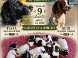 Chiots English Springer Spaniel LOF à vendre