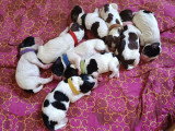 Chiots English Springer Spaniel LOF à vendre