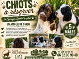 Chiots English Springer Spaniel LOF à vendre