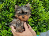 Chiot Yorkshire Terrier mâle toy à vendre non LOF de février 2026