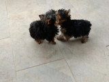 Chiot Yorkshire Terrier mâle toy à vendre non LOF de février 2026