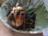 Chiot Yorkshire Terrier mâle toy à vendre non LOF de février 2026