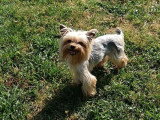 Chiot Yorkshire Terrier mâle toy à vendre non LOF de février 2026