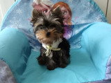 Chiot Yorkshire Terrier mâle toy à vendre non LOF de février 2026