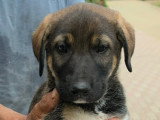 Bazile, chiot de 3 mois abandonné à adopter en association