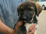 Bazile, chiot de 3 mois abandonné à adopter en association