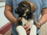 Bazile, chiot de 3 mois abandonné à adopter en association