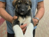 Bazile, chiot de 3 mois abandonné à adopter en association