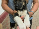 Bazile, chiot de 3 mois abandonné à adopter en association