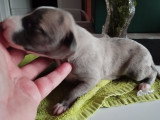 Chiots Whippets LOF à vendre
