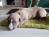Chiots Whippets LOF à vendre