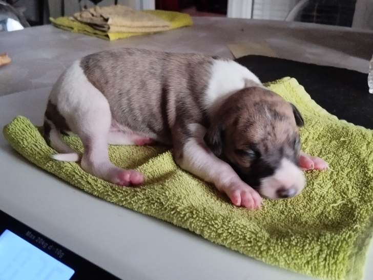 Chiots Whippets LOF à vendre