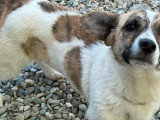 Lilly, jeune chienne de 8 kg à adopter en association