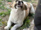 Lilly, jeune chienne de 8 kg à adopter en association