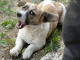 Lilly, jeune chienne de 8 kg à adopter en association
