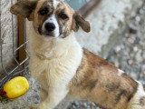 Lilly, jeune chienne de 8 kg à adopter en association