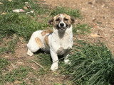 Lilly, jeune chienne de 8 kg à adopter en association