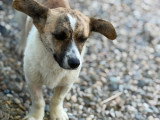 Lilly, jeune chienne de 8 kg à adopter en association